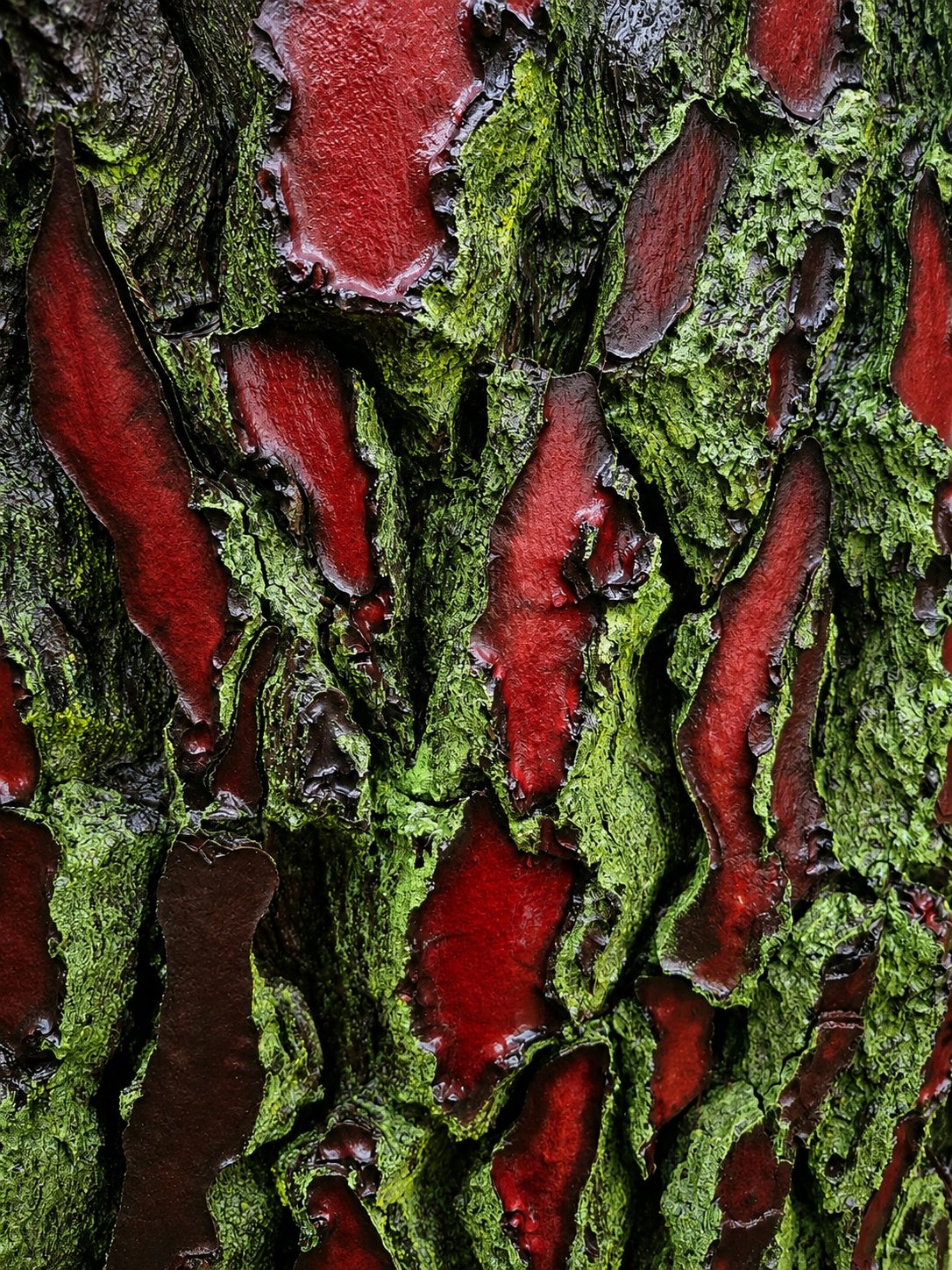 Red bark and green lichen in close detail