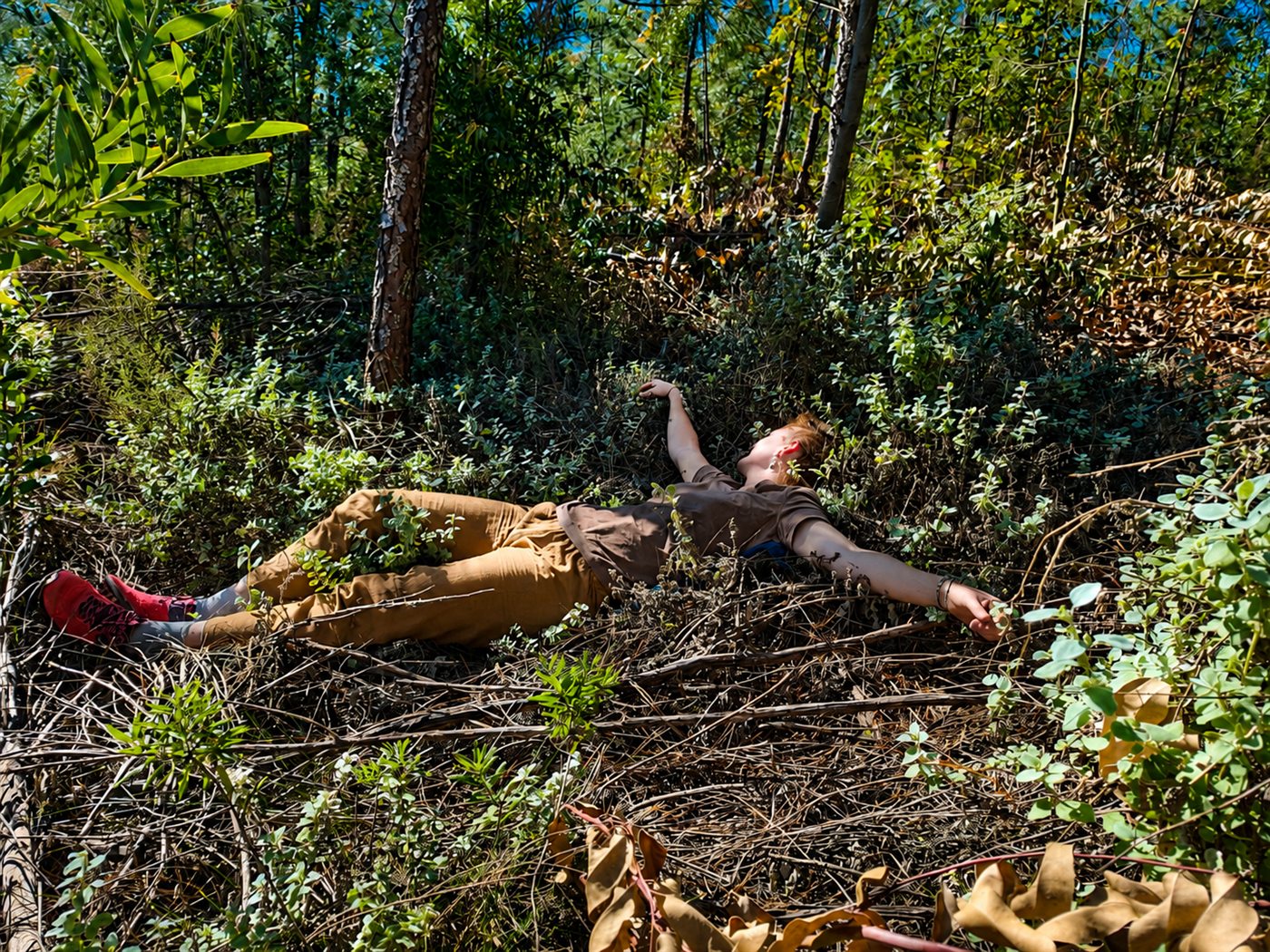 Resting on the forest floor beneath the pine trees