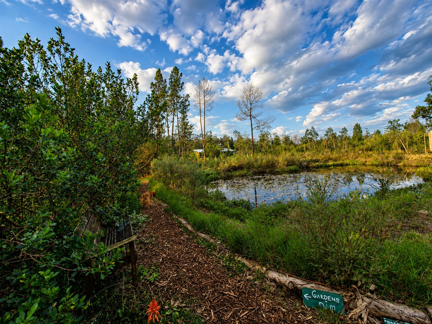 The mulched path along the dam at Pachamama, late afternoon